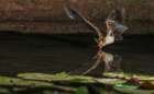 Pallid bat comes into a small pond for a drink Coastal Print